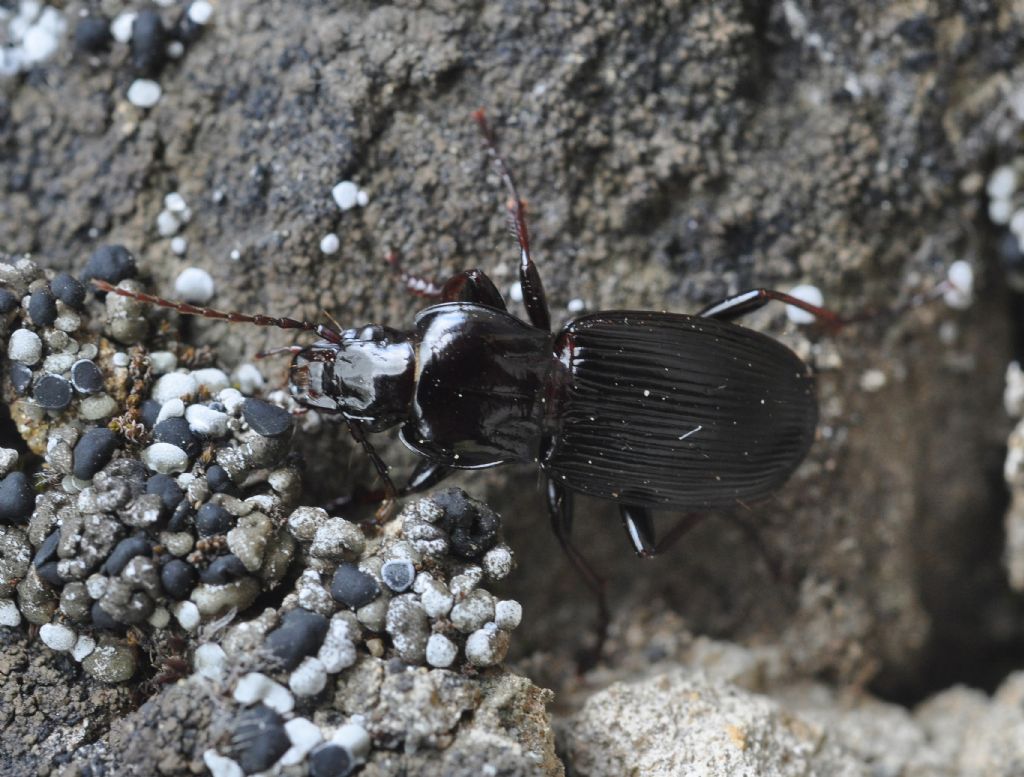 Carabidae da id: Pterostichus micans