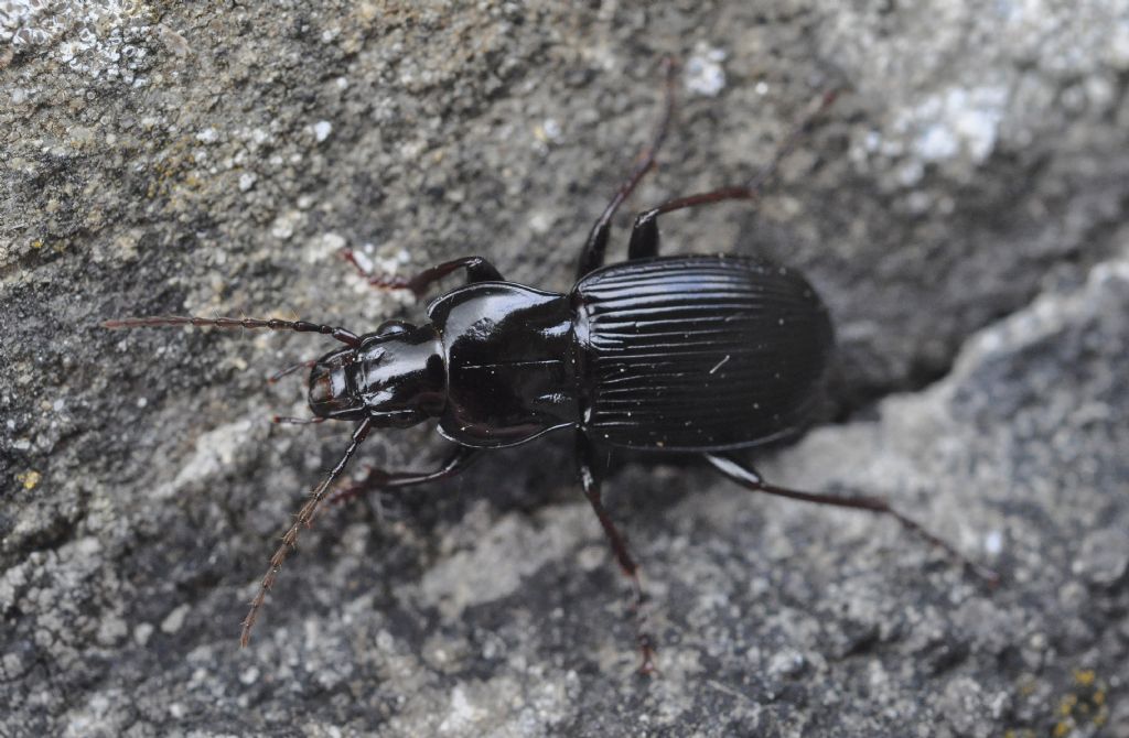 Carabidae da id: Pterostichus micans