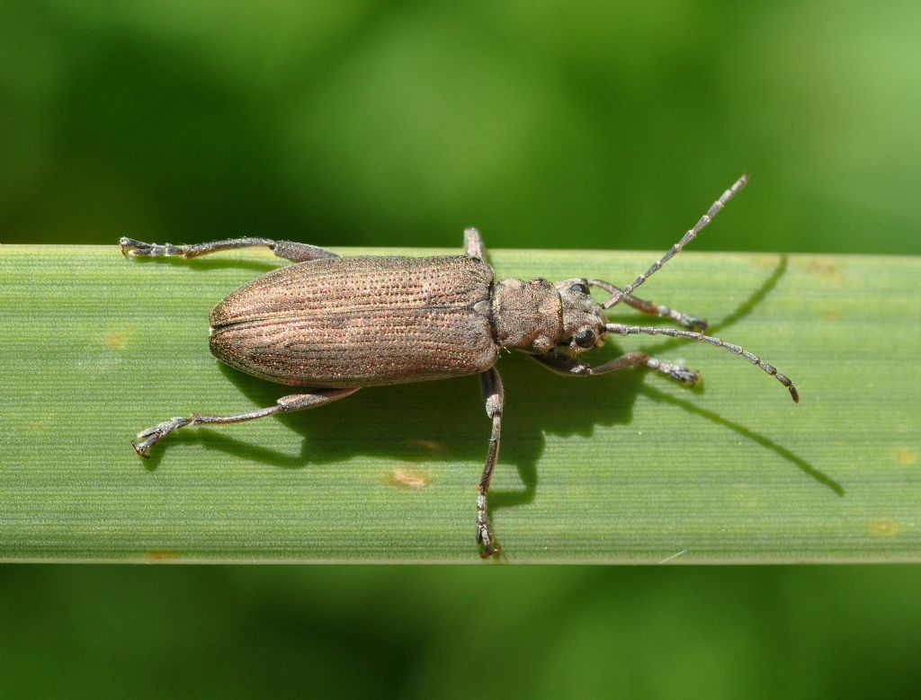 Chrysomelidae: Donacia cinerea