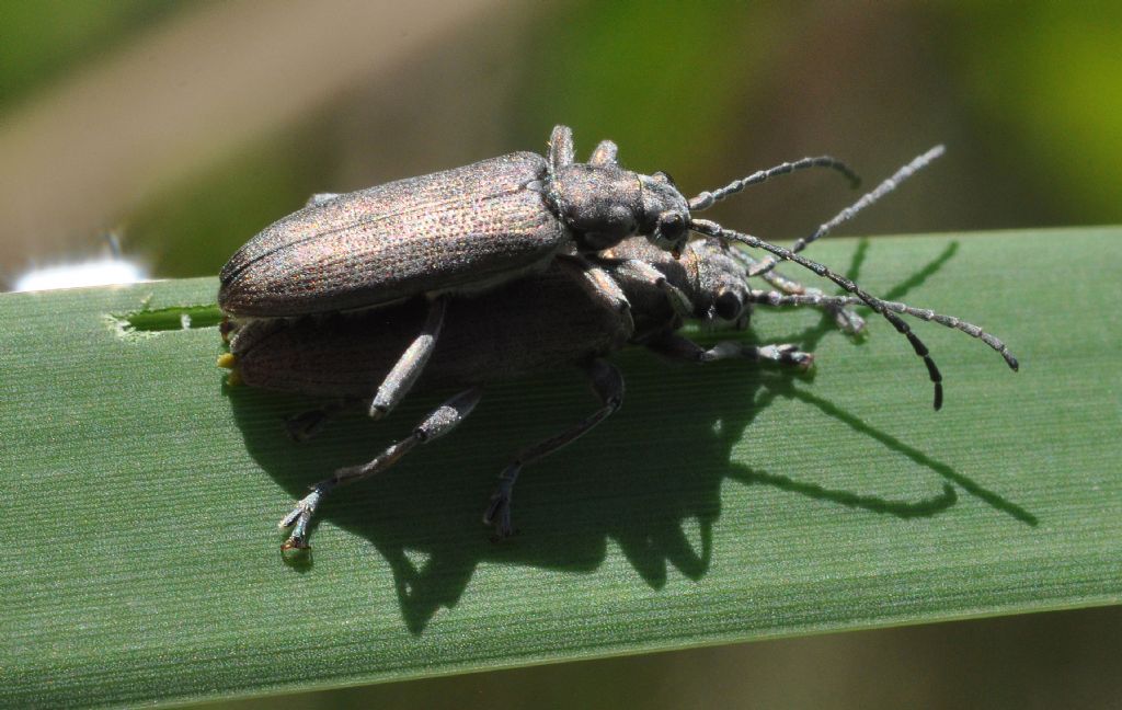 Chrysomelidae: Donacia cinerea