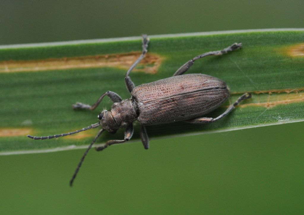 Chrysomelidae: Donacia cinerea