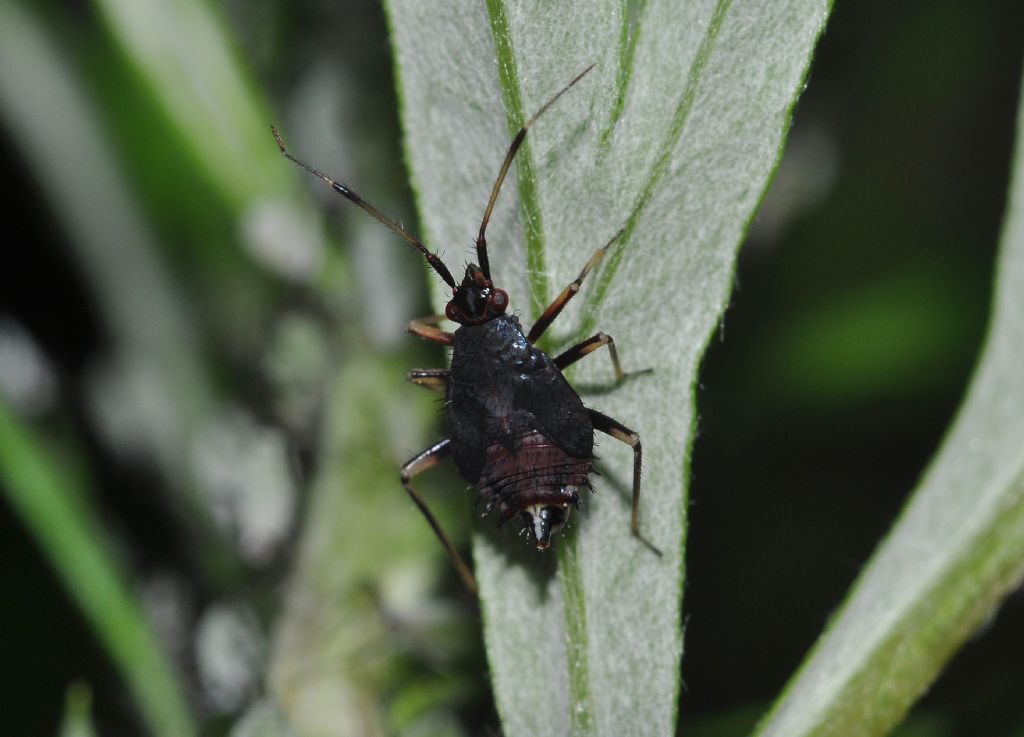 Miridae: ninfa di Deraeocoris ruber