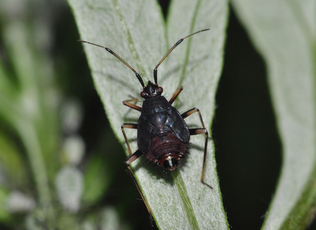 Miridae: ninfa di Deraeocoris ruber