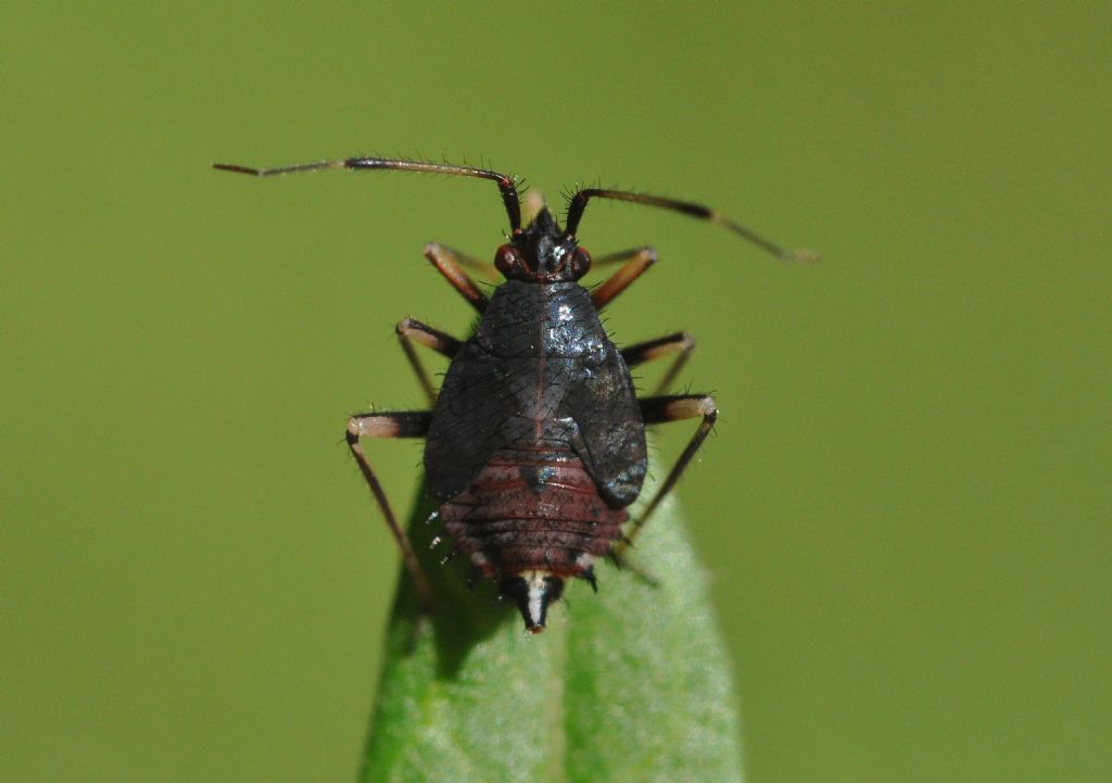 Miridae: ninfa di Deraeocoris ruber