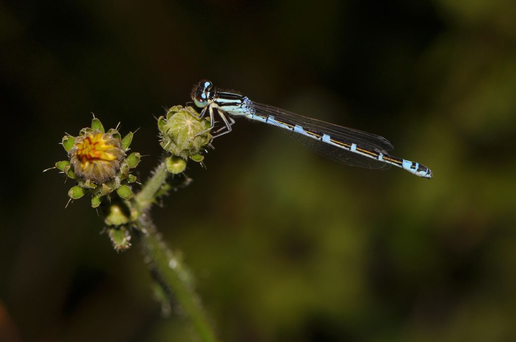 Coenagrionidae da id: femmina Coenagrion scitulum