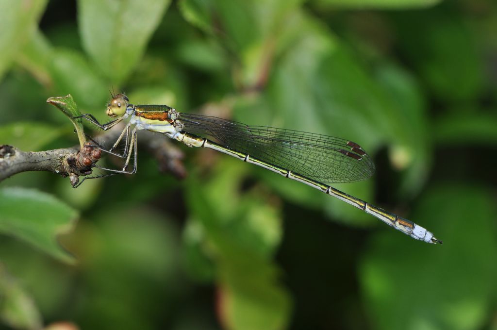 Lestes virens vestalis