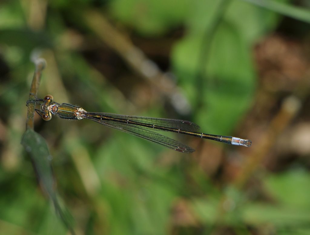 Lestes virens vestalis