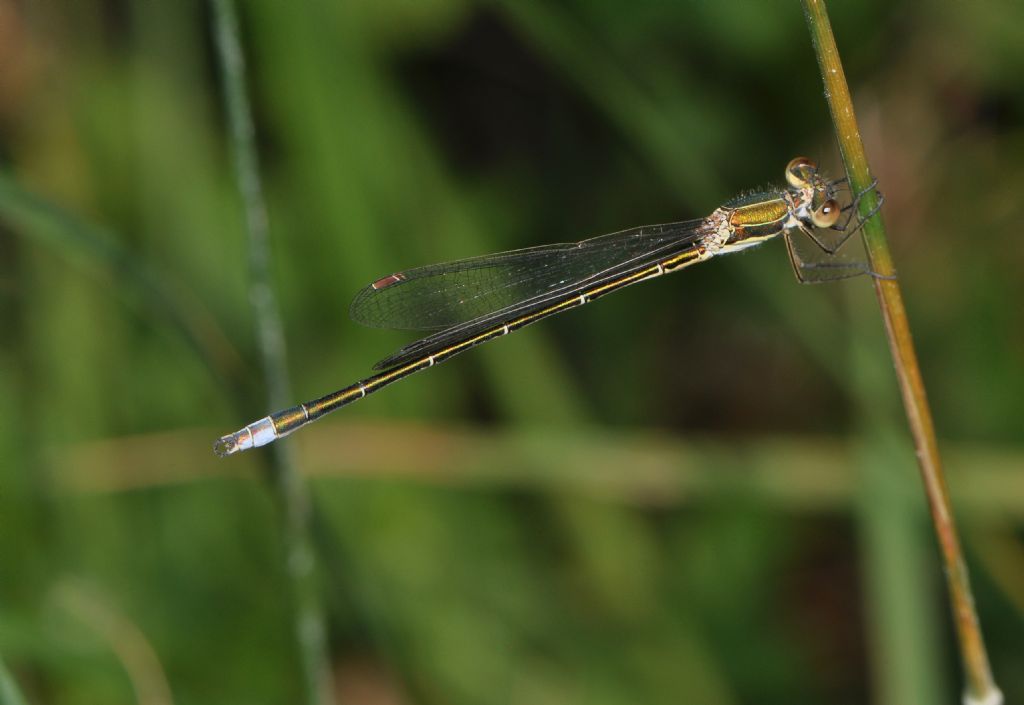 Lestes virens vestalis