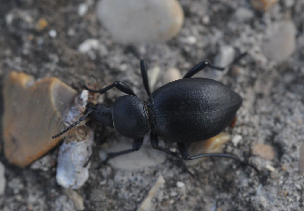 Tenebrionidae: Tentyria grossa (cfr.)