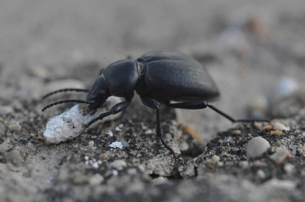Tenebrionidae: Tentyria grossa (cfr.)