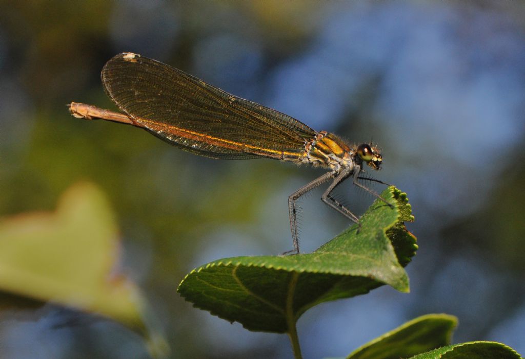 conferma id: Calopteryx splendens