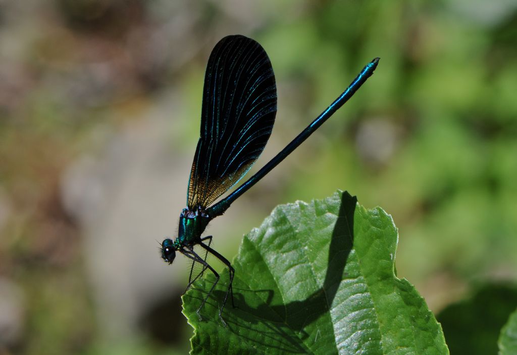Calopteryx virgo, maschio
