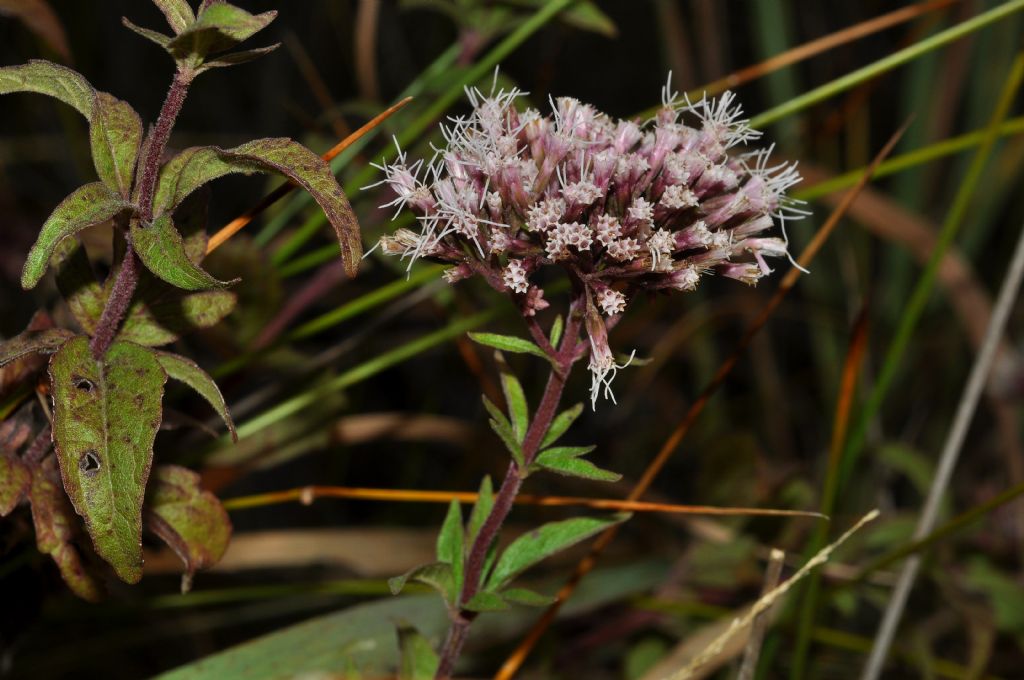 Eupatorium cannabinum, Asteraceae