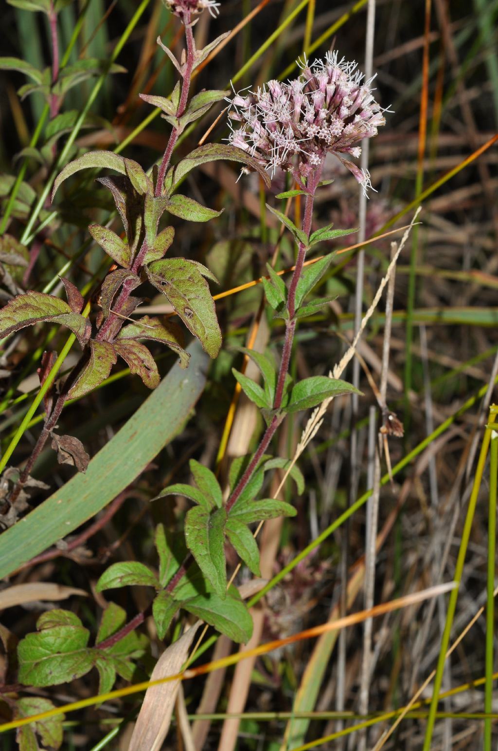 Eupatorium cannabinum, Asteraceae