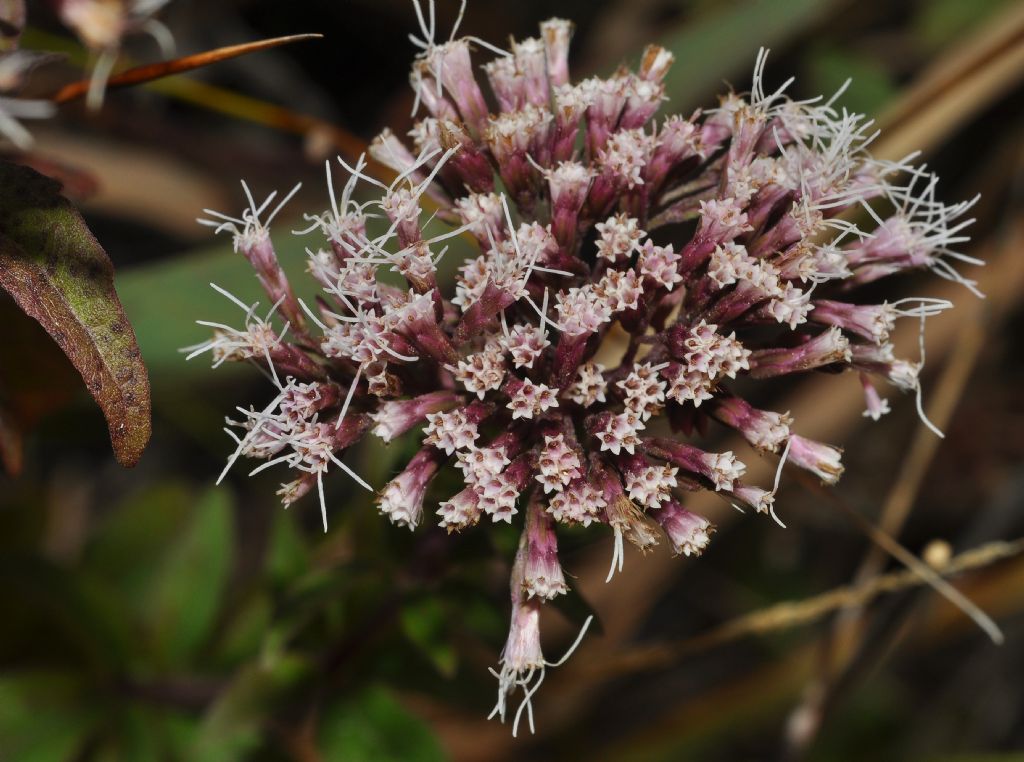 Eupatorium cannabinum, Asteraceae