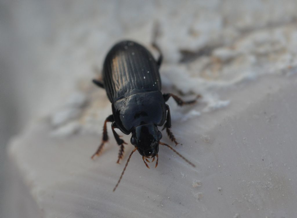 Carabidae: Harpalus cfr. anxius