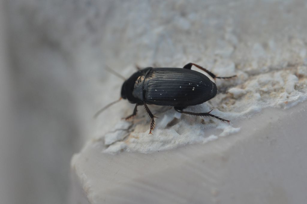 Carabidae: Harpalus cfr. anxius