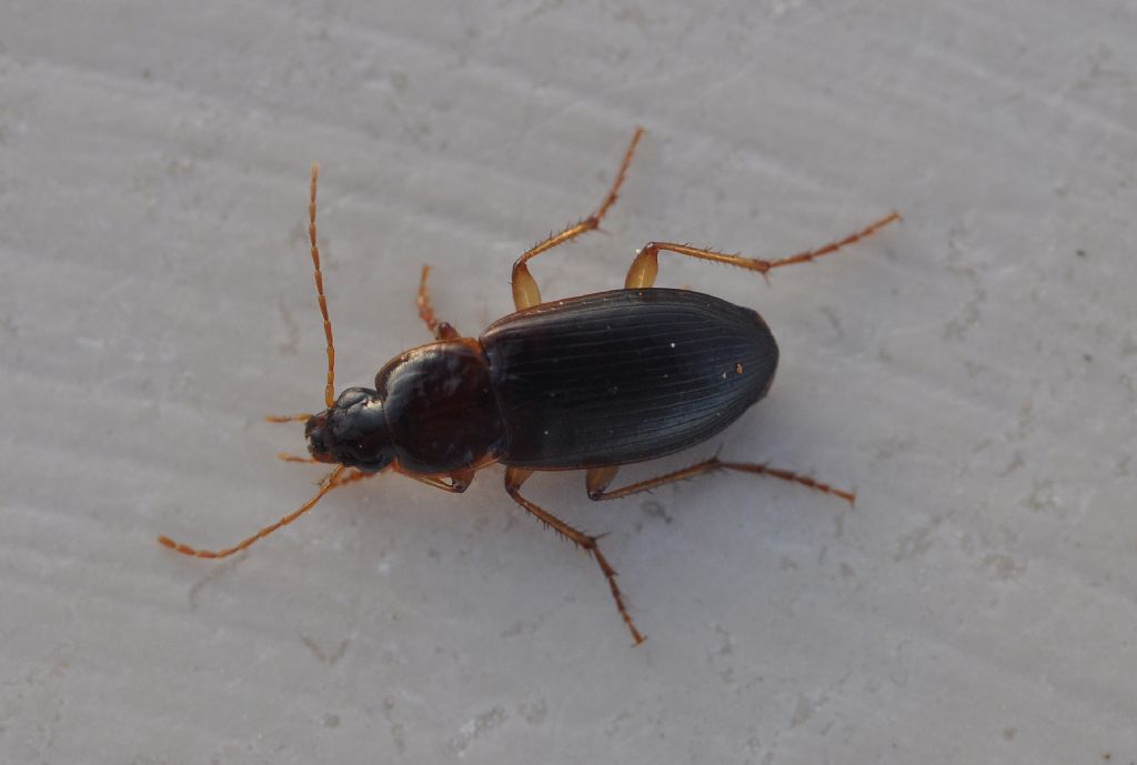 Carabidae: Calathus sp.  (C. cinctus  opp. C. mollis)