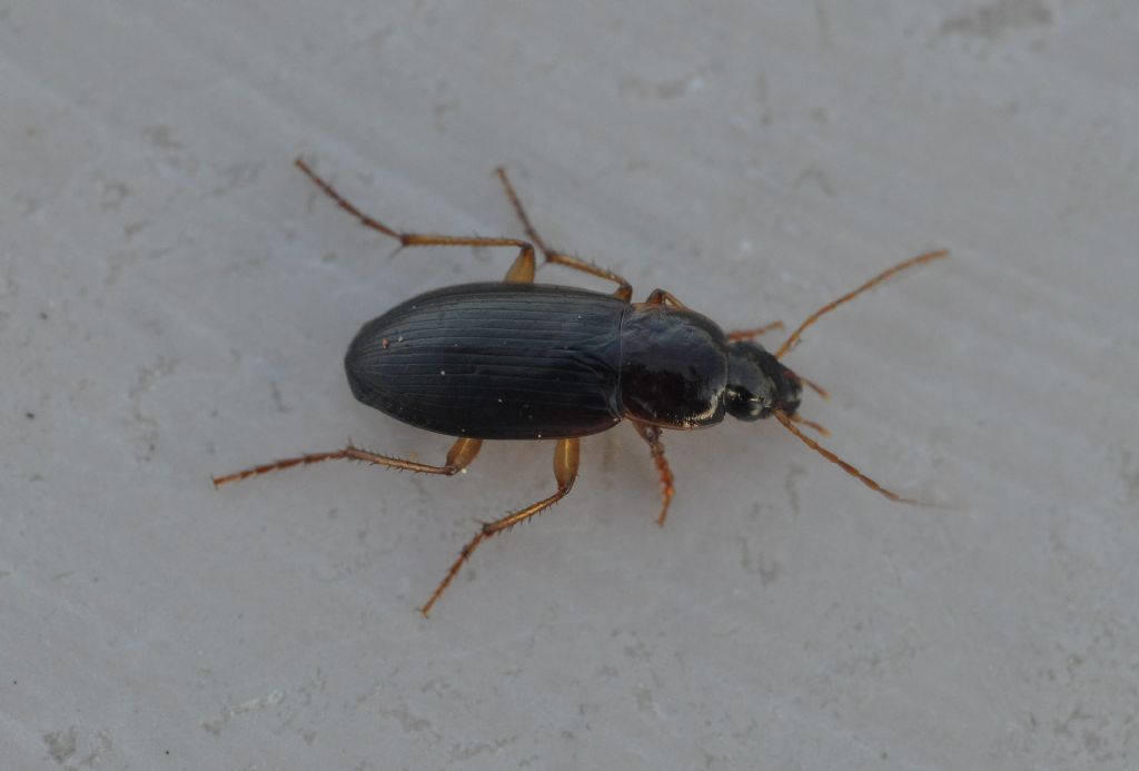 Carabidae: Calathus sp.  (C. cinctus  opp. C. mollis)