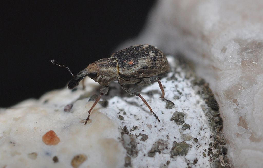 Curculionidae:   Bagous lutulentus