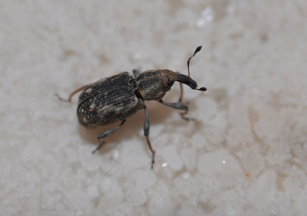 Curculionidae:   Bagous lutulentus