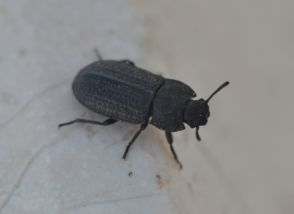 Tenebrionidae: Gonocephalum granulatum nigrum