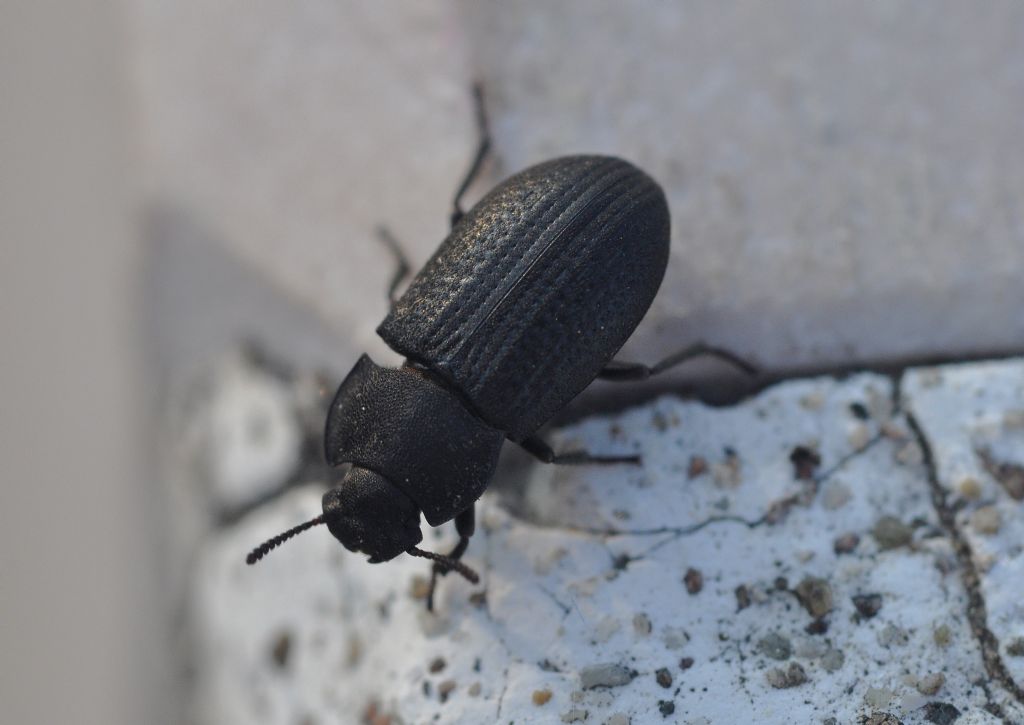 Tenebrionidae: Gonocephalum granulatum nigrum