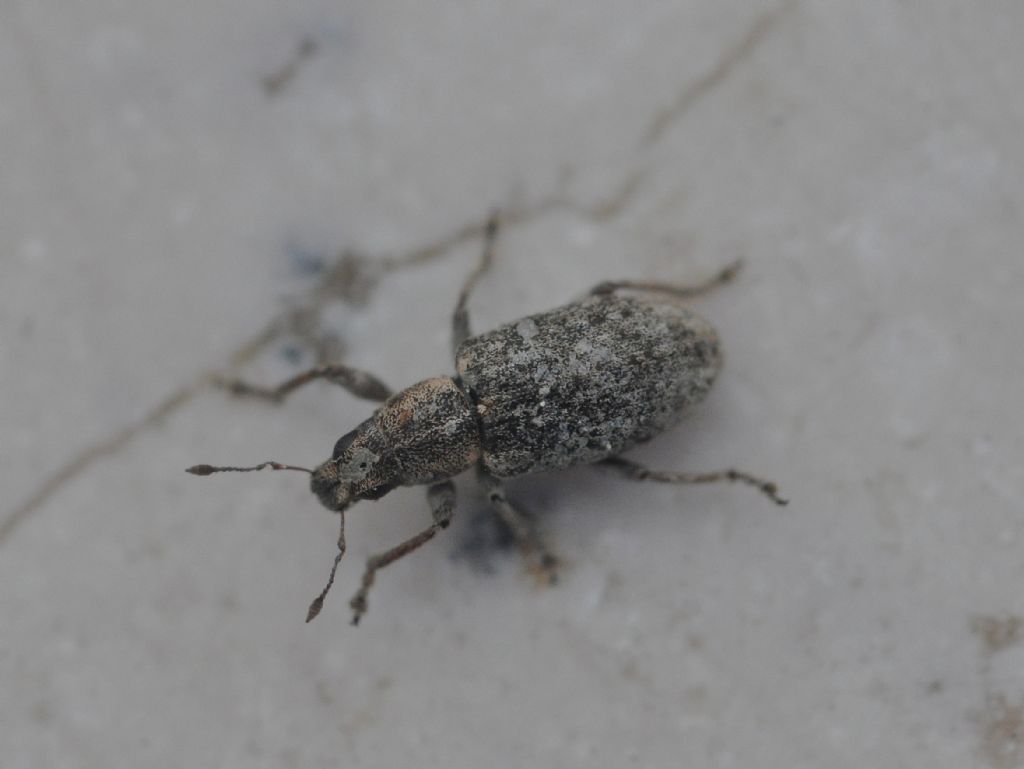 Curculionidae: Sitona humeralis