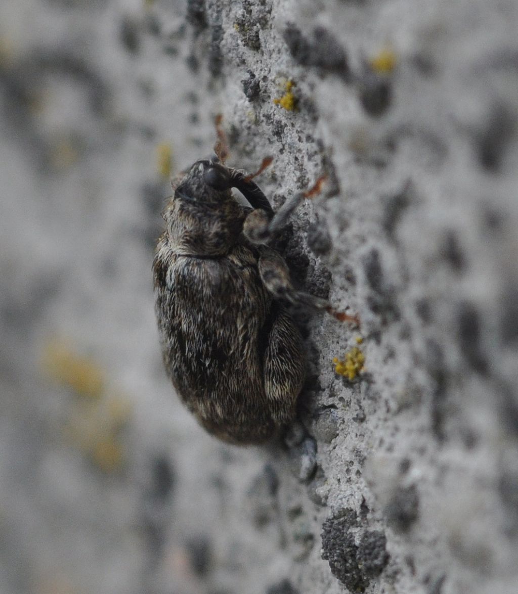 Curculionidae: Orchestes pilosus