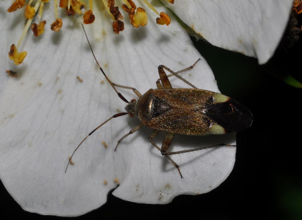 Miridae: Closterotomus annulus