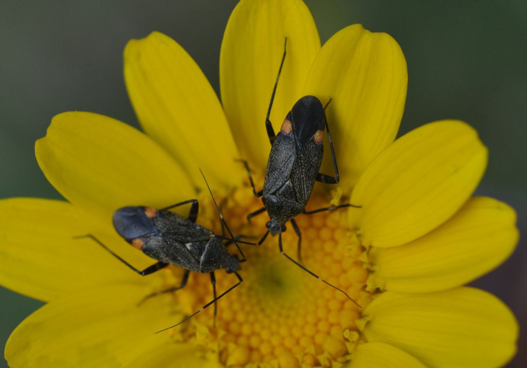 Miridae:  Closterotomus annulus