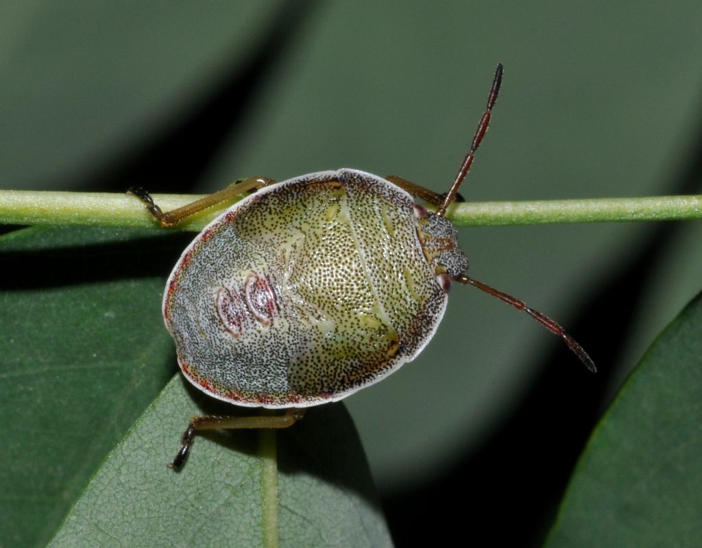 ID  19683    Richiesta di id. per csmonlife: ninfa di Piezodorus lituratus (Pentatomidae)