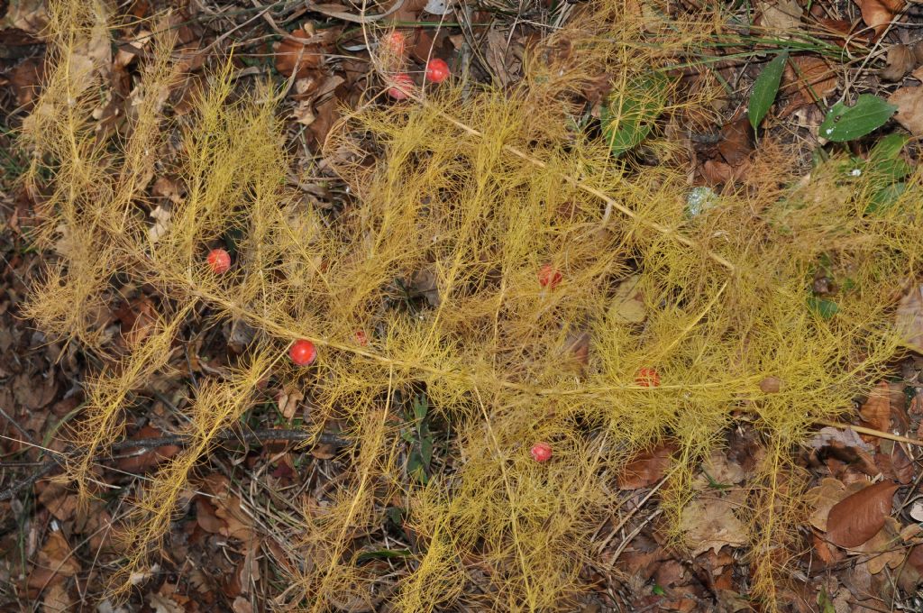 Asparagus tenuifolius