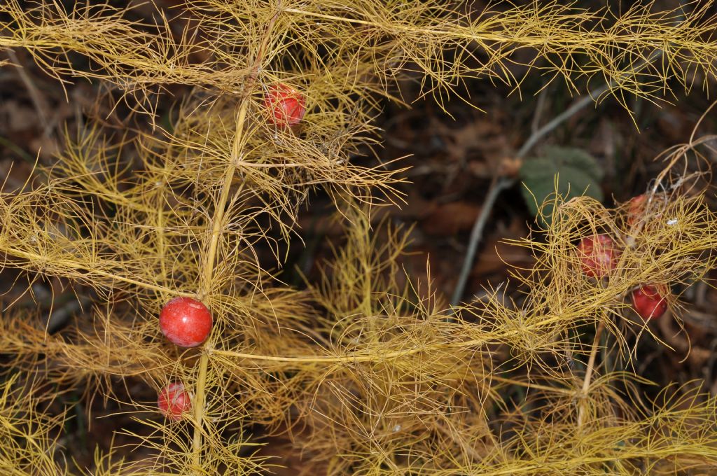 Asparagus tenuifolius