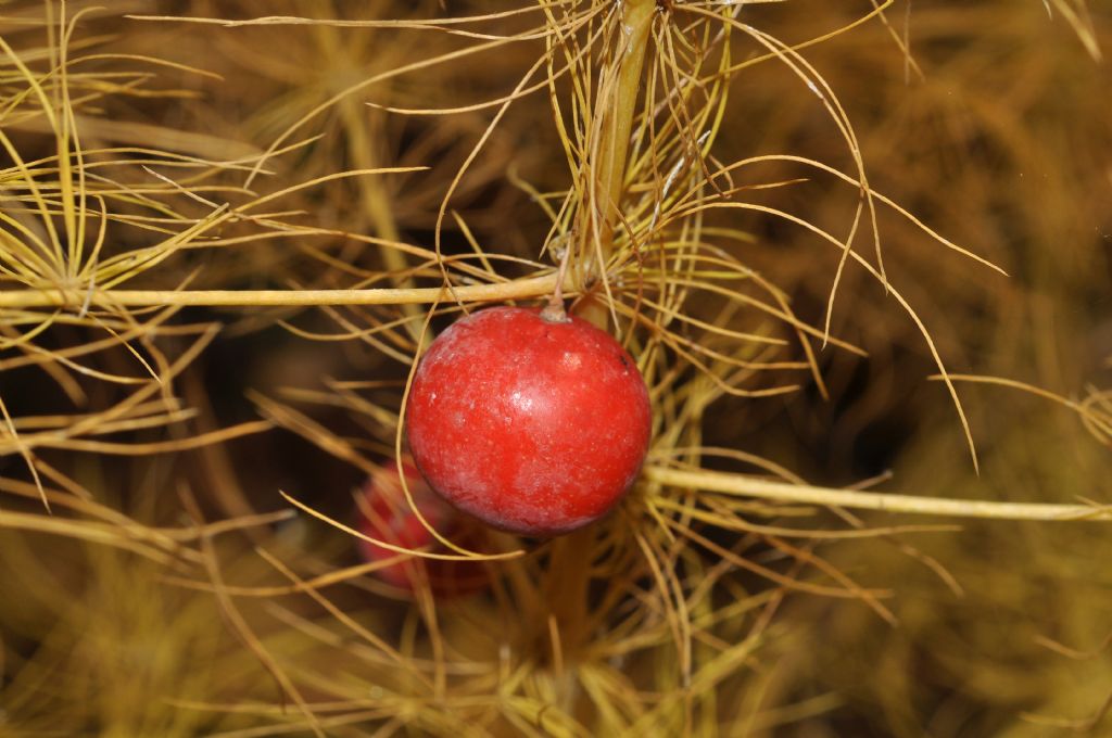 Asparagus tenuifolius