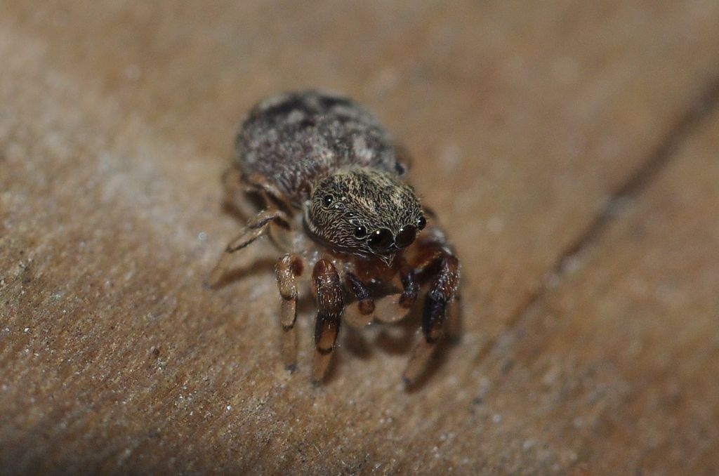 Salticidae da 3 mm.: Ballus chalybeius, giovane - Magenta (MI)