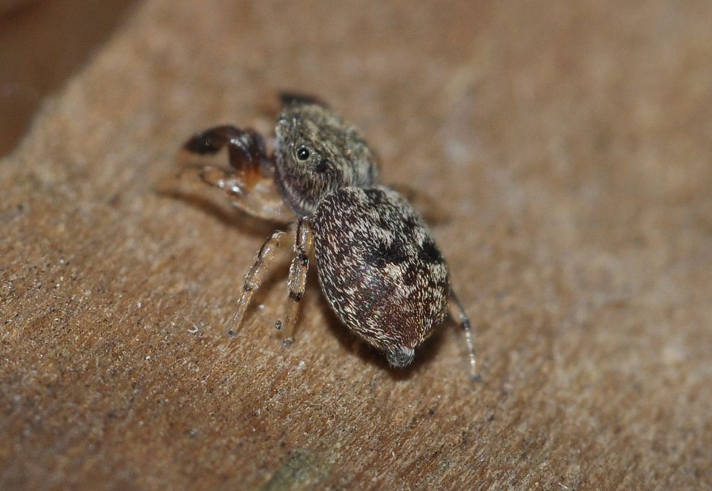 Salticidae da 3 mm.: Ballus chalybeius, giovane - Magenta (MI)