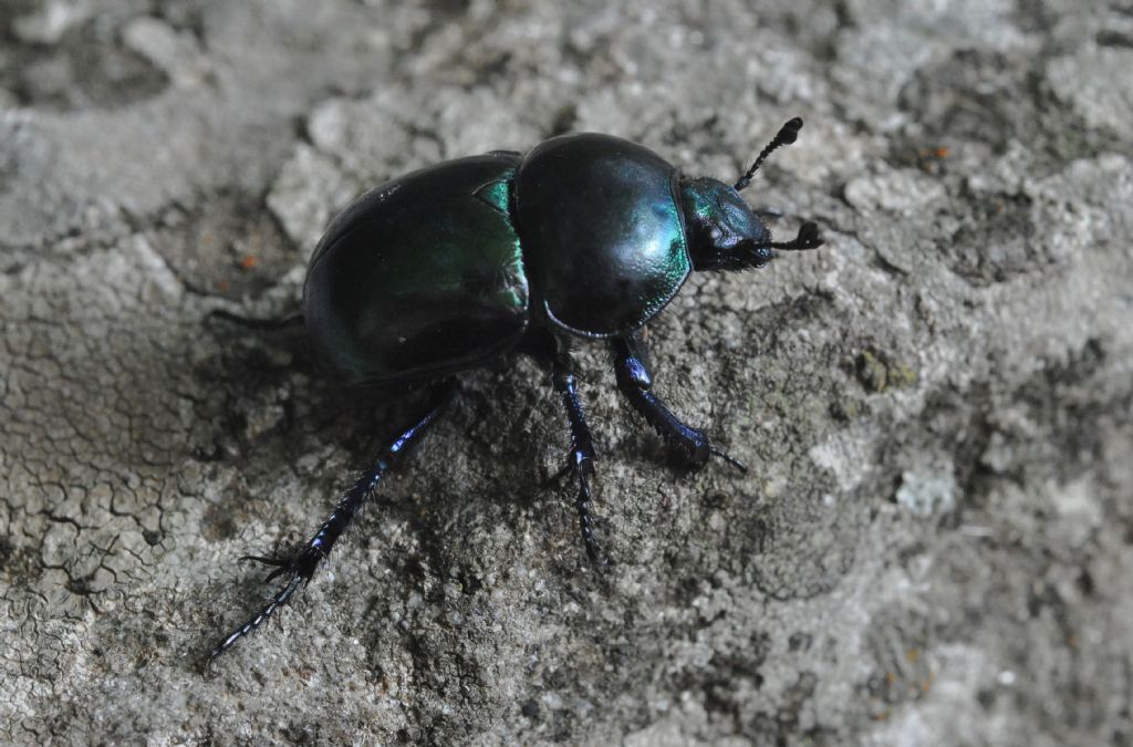 Geotrupidae: Trypocopris pyrenaeus cyanicolor