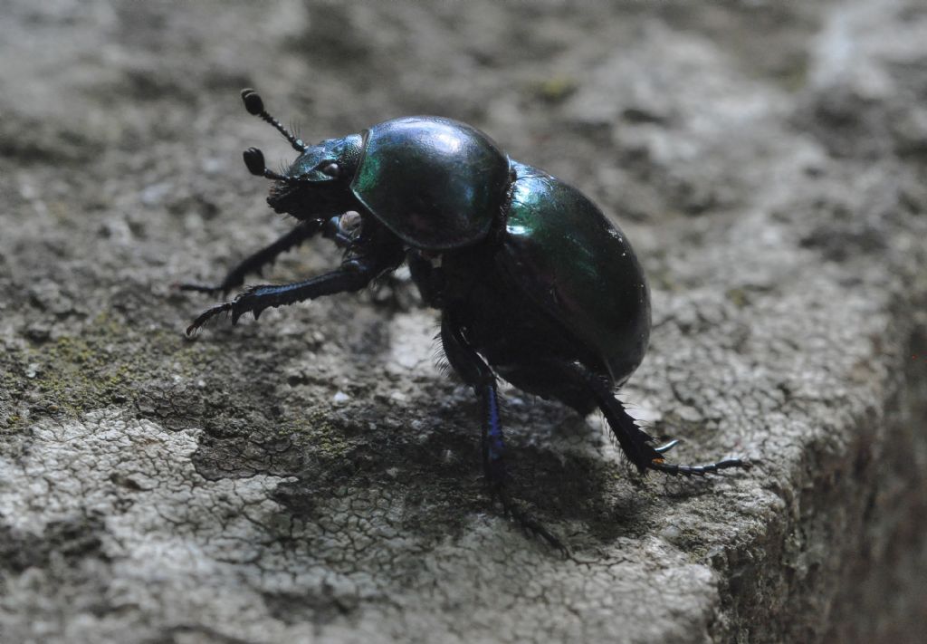 Geotrupidae: Trypocopris pyrenaeus cyanicolor