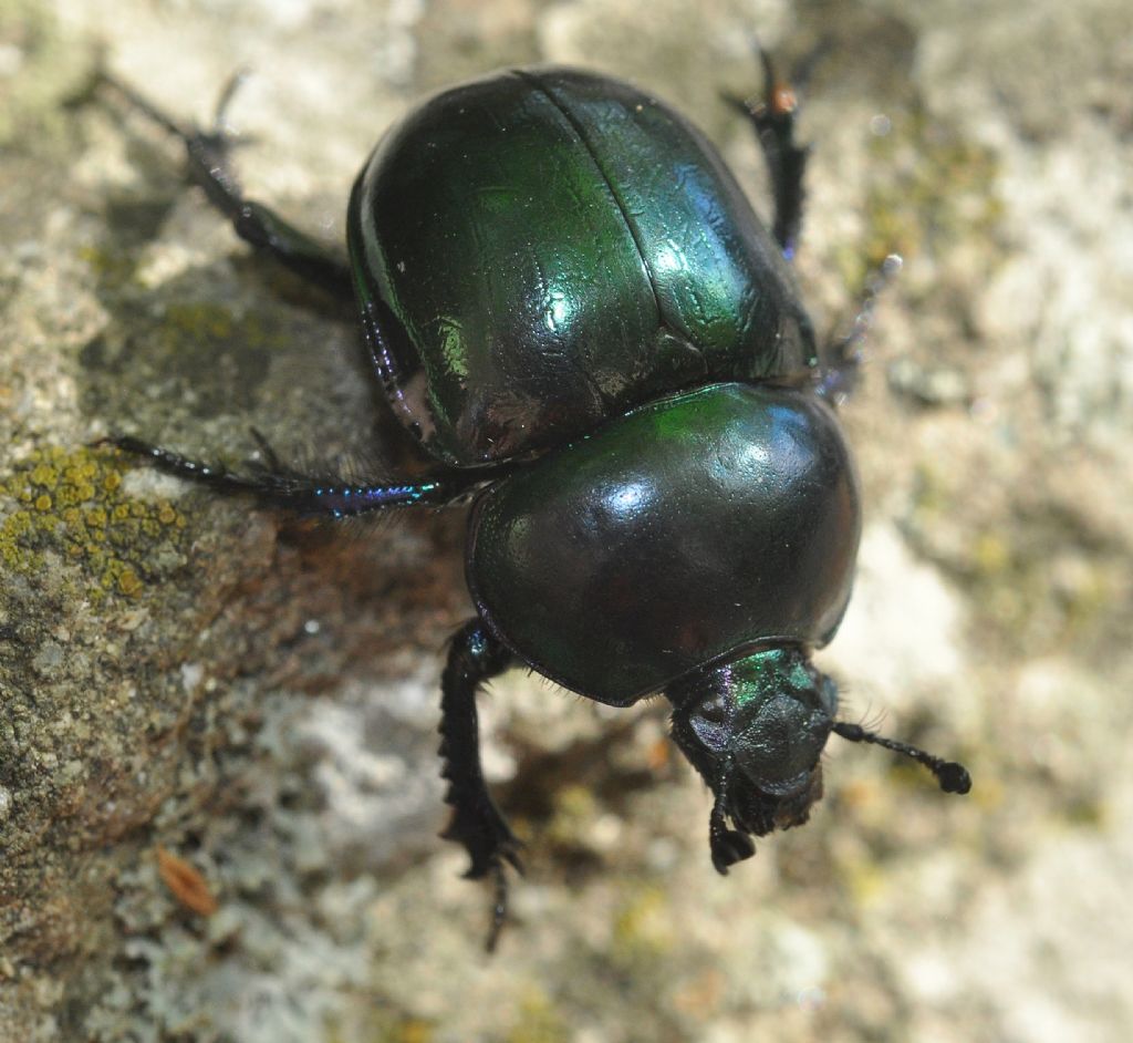 Geotrupidae: Trypocopris pyrenaeus cyanicolor