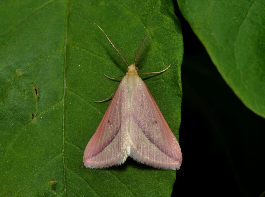 da identificare
