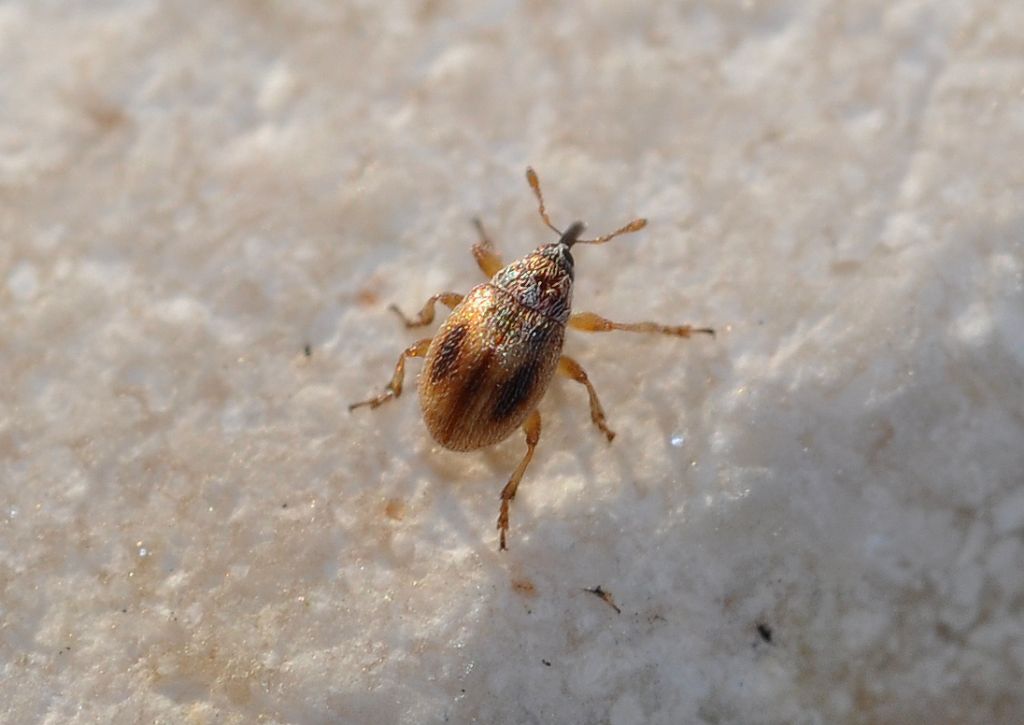 Apionidae?  No, Nanophyidae: Hypophyes pallidulus