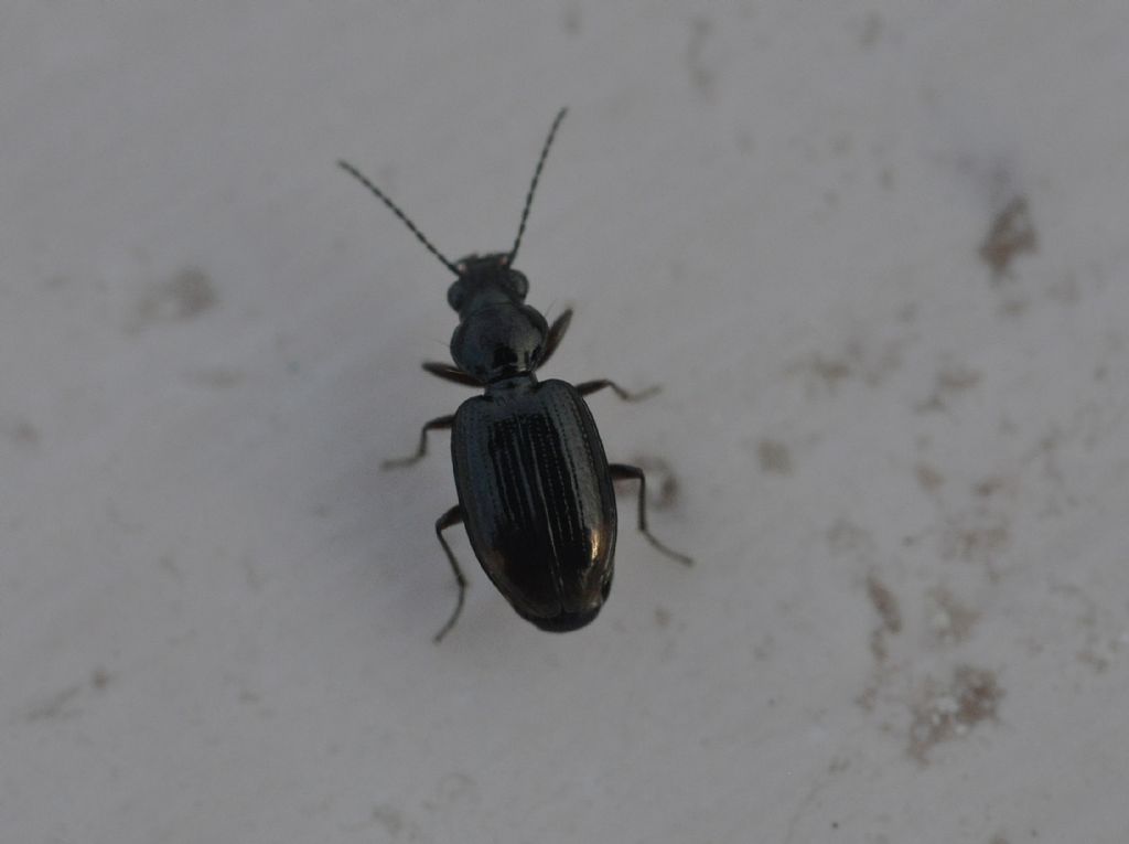 Carabidae: Bembidion?   S, Bembidion (Philochthus) sp.