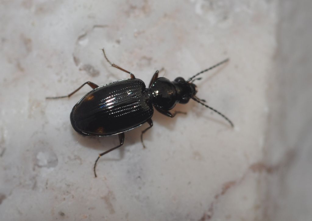 Carabidae: Bembidion?   S, Bembidion (Philochthus) sp.