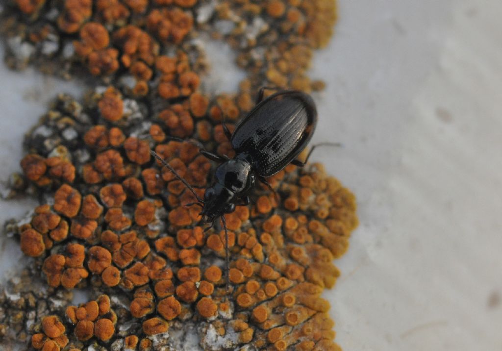 Carabidae: Bembidion?   S, Bembidion (Philochthus) sp.