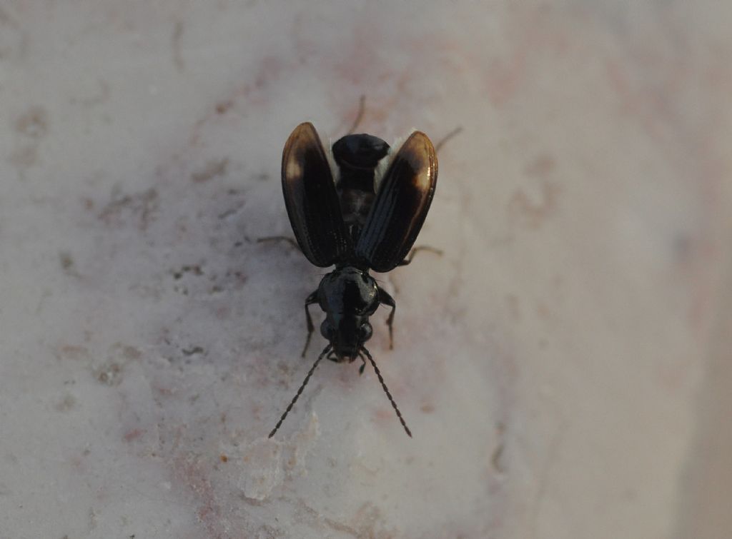 Carabidae: Bembidion?   S, Bembidion (Philochthus) sp.