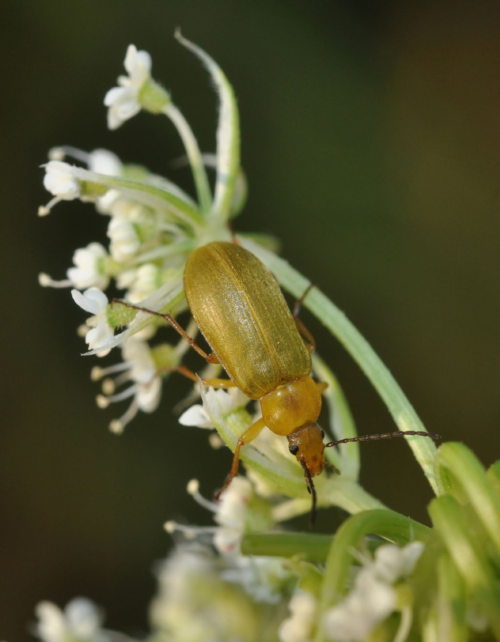 Cteniopus sulphureus, Tenebrionidae Alleculinae