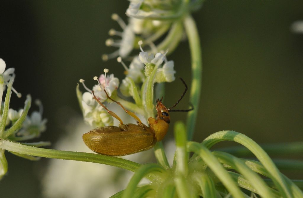 Cteniopus sulphureus, Tenebrionidae Alleculinae