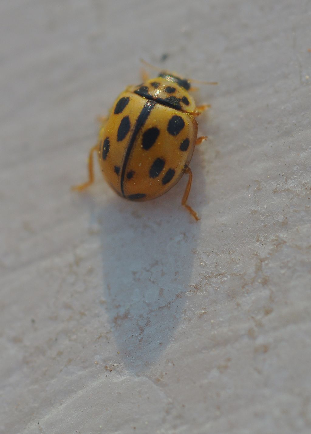 Coccinellidae: Propylea quatuordecimpunctata