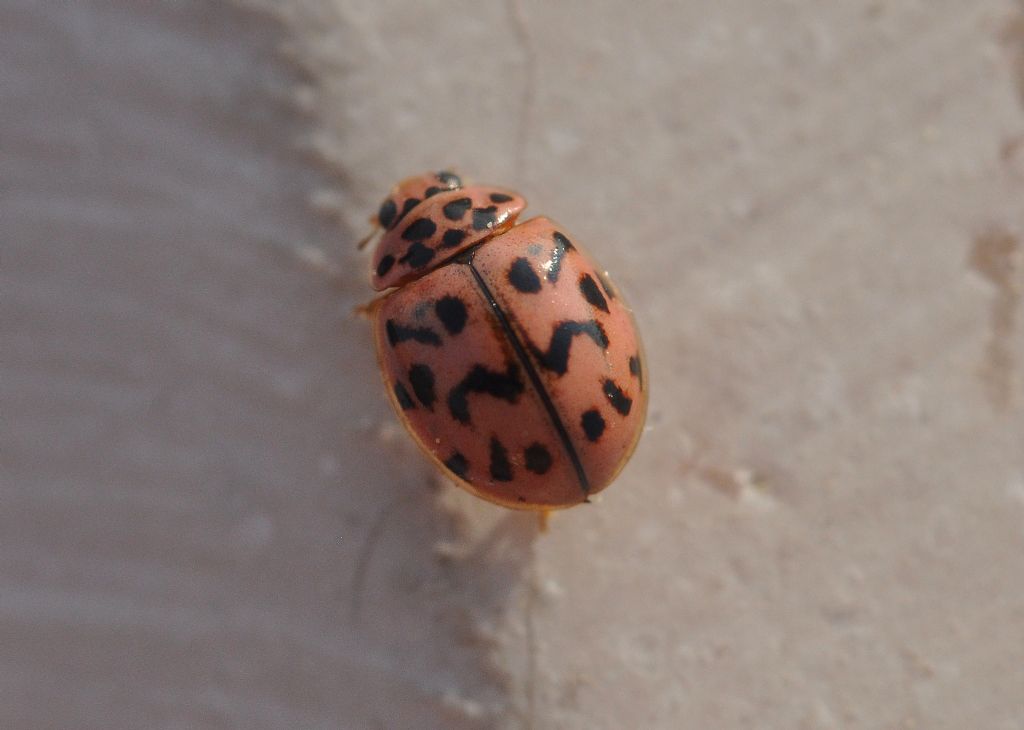 Coccinellidae: Oenopia conglobata